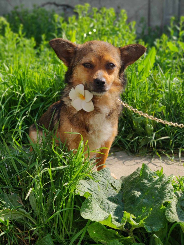 QUEENIE - Femelle croisée de petite taille (+/-5 kg) - Née environ en 2021 - Refuge de Ozana - Réservée à l'adoption par Karin en France (département 53) 43491711