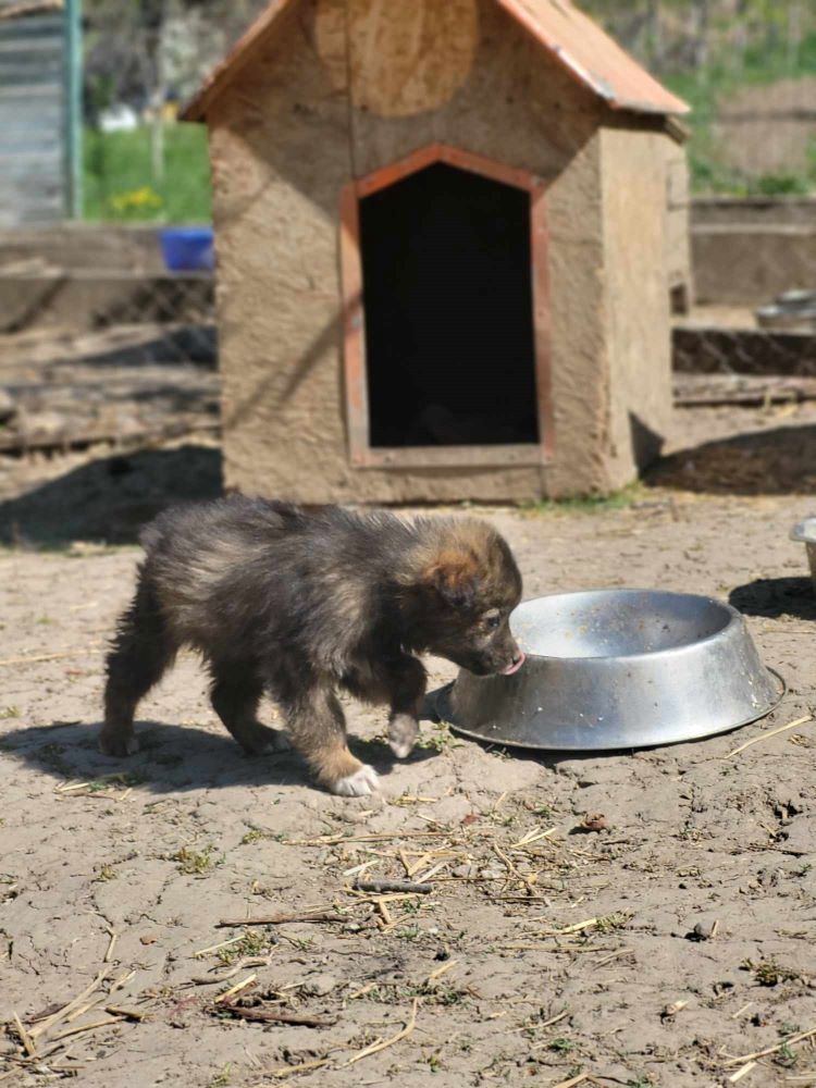 QUESO - Chiot mâle croisé de taille moyenne à l'âge adulte - Né environ en Février 2024 - Refuge de Monica 43492810