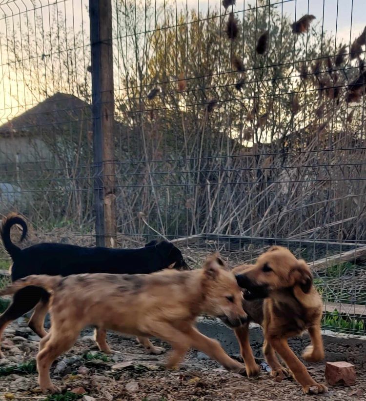 GLORIA - Chiot femelle croisée de taille moyenne à l'âge adulte - Née environ en Août 2023 - Refuge de Ozana 43497210