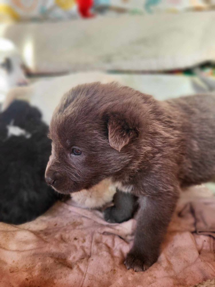 PATATE - Chiot mâle croisé Berger Roumain de grande taille à l'âge adulte - Né environ en Février 2024 - Refuge de Monica- Réservé à l'adoption par Jessica en Belgique  43498711