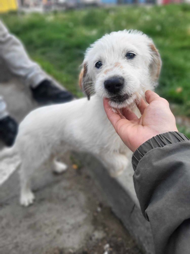 DIEGO - Chiot mâle croisé de taille moyenne à l'âge adulte - Né environ en Décembre 2023 - Refuge de Monica - Décédé 43514011