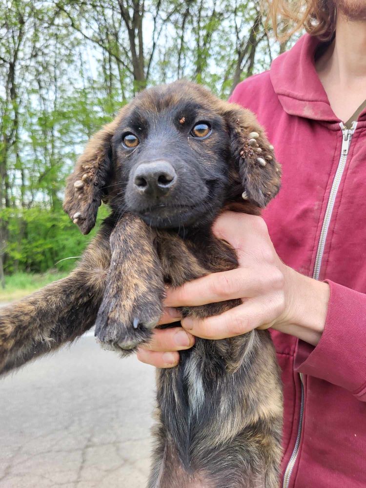 CARAMEL - Chiot mâle croisé de taille petite à moyenne à l'âge adulte - Né environ en Janvier 2024 - Refuge d'Aurelia - En famille d'accueil chez Nelly en France (dpt 28) 43519410