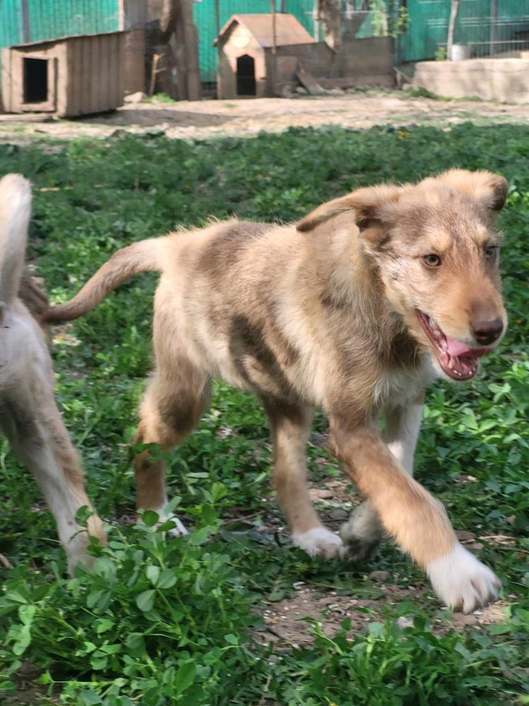 KIARA - Chiot femelle croisée de taille moyenne à l'âge adulte - Née environ en Décembre 2023 - Refuge de Monica- Prise en charge par une autre association  43531910