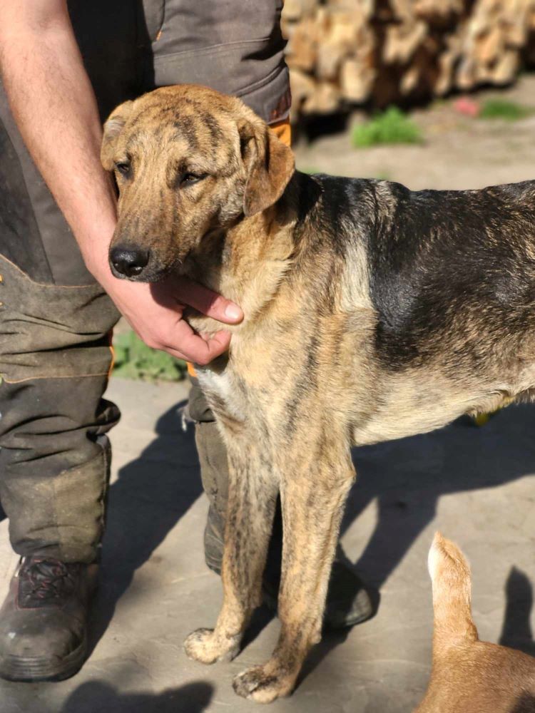 SOPRANO - Chiot mâle croisé de taille petite à moyenne à l'âge adulte - Né environ en Juillet 2023 - Refuge de Monica 43558010