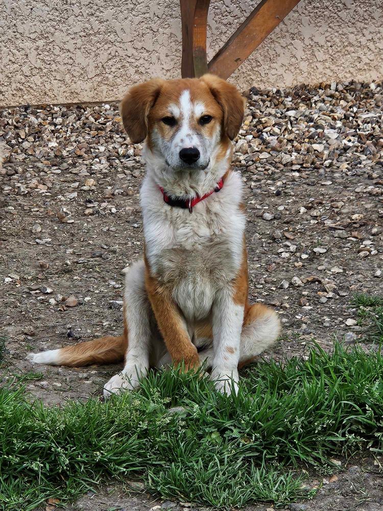 BAHO (ex MARTINI) - Chiot mâle croisé de taille moyenne à l'âge adulte - Né environ en Novembre 2023 - Refuge de Monica - Adopté par Barbara en France (dpt 28) 43569611