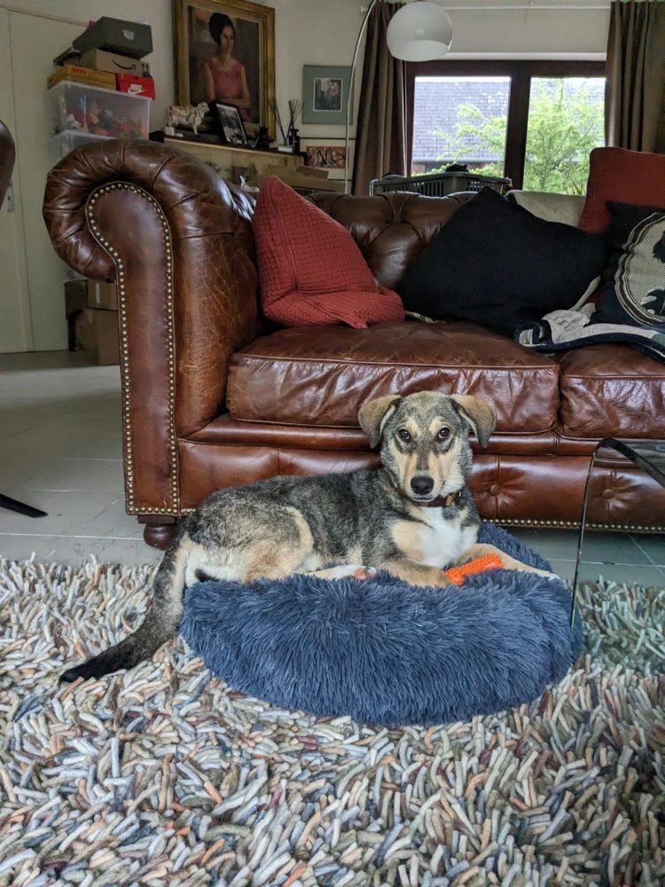 JOY (ex ALIX - SANGRIA) - Chiot femelle croisée de taille petite à moyenne à l'âge adulte - Née environ en Mai 2023 - Refuge de Monica - Adoptée par David en Belgique  43675210