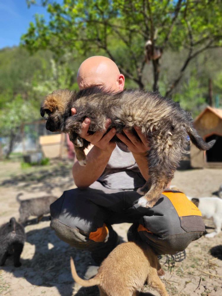 QUESO - Chiot mâle croisé de taille moyenne à l'âge adulte - Né environ en Février 2024 - Refuge de Monica 43714712