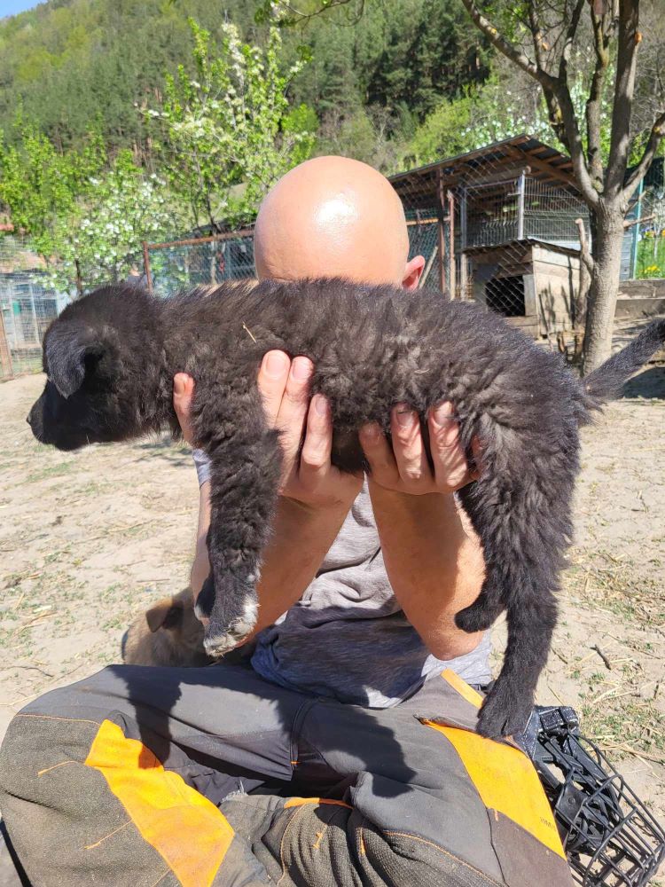 NACHOS - Chiot mâle croisé de taille moyenne à l'âge adulte - Né environ en Février 2024 - Refuge de Monica 43716714