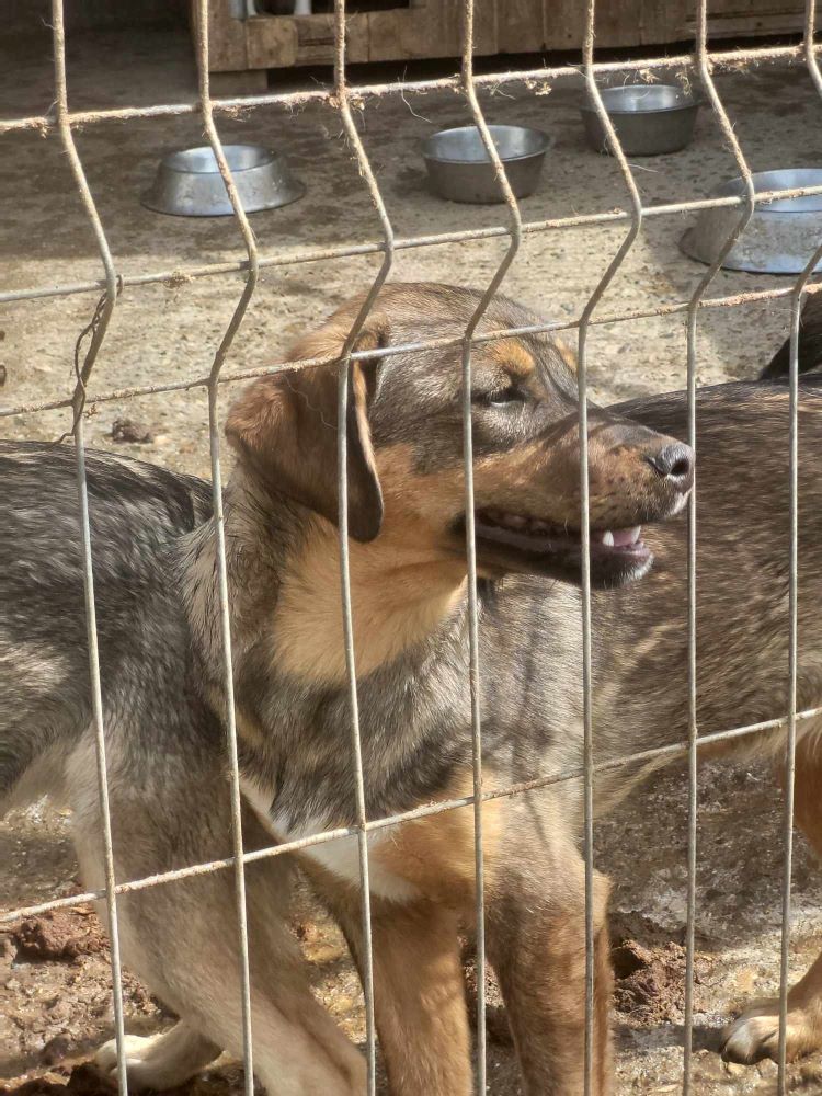 GUINNESS - Chiot femelle croisée de taille moyenne à l'âge adulte - Née environ en Novembre 2023 - Refuge de Monica 43721515