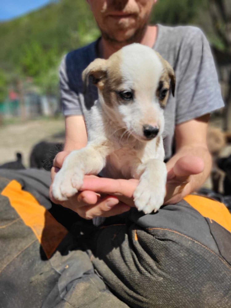 CHURROS - Chiot mâle croisé de taille moyenne à l'âge adulte - Né environ en Janvier 2024 - Refuge de Monica - Réservée par une autre association  43728411