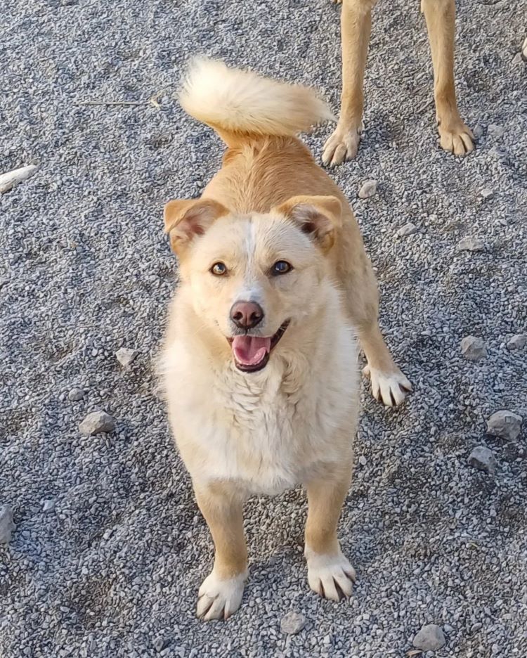 SAMMY - Mâle croisé de petite taille (7 kg) - Né environ en 2021 - Refuge de Oana 43749710