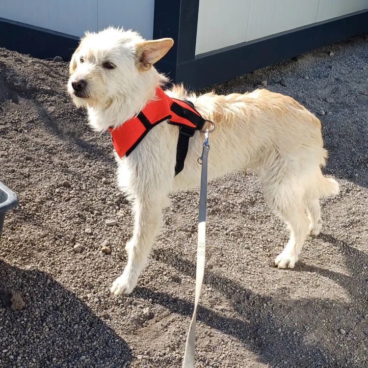 BLANCO - Mâle croisé de taille moyenne (15 kg) - Né environ en Février 2022 - Refuge de Oana- Réservé à l'adoption par Melody en France( département 46) 43752910