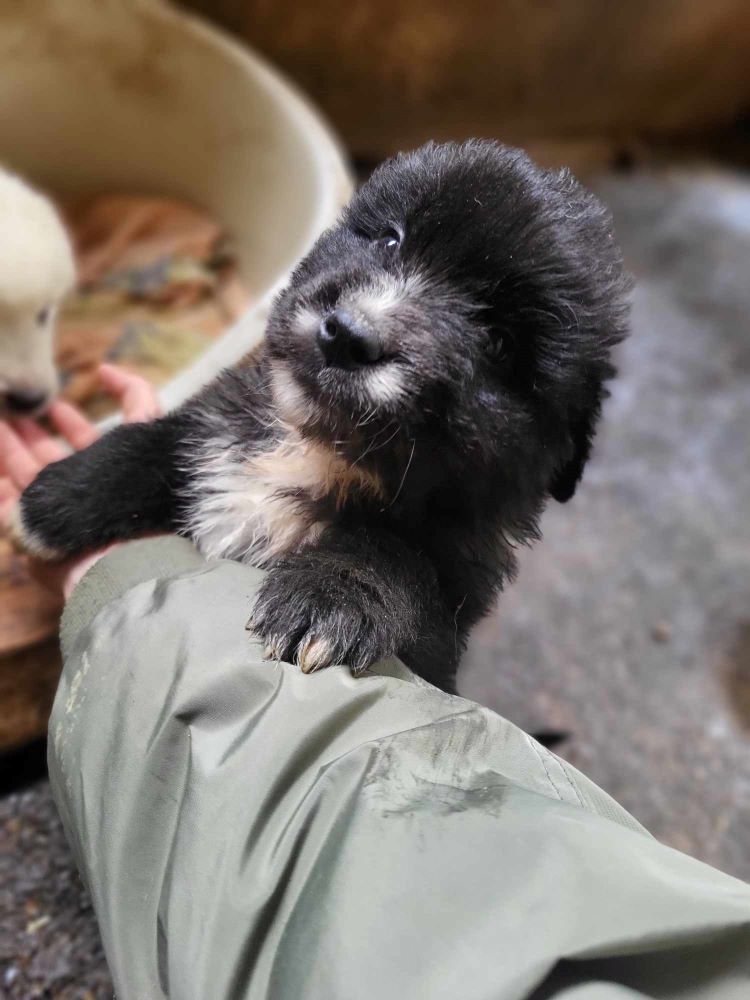 RÖSTI - Chiot mâle croisé Berger Roumain de grande taille à l'âge adulte - Né environ en Février 2024 - Refuge de Monica- Adopté par Rachel en Belgique  43769510