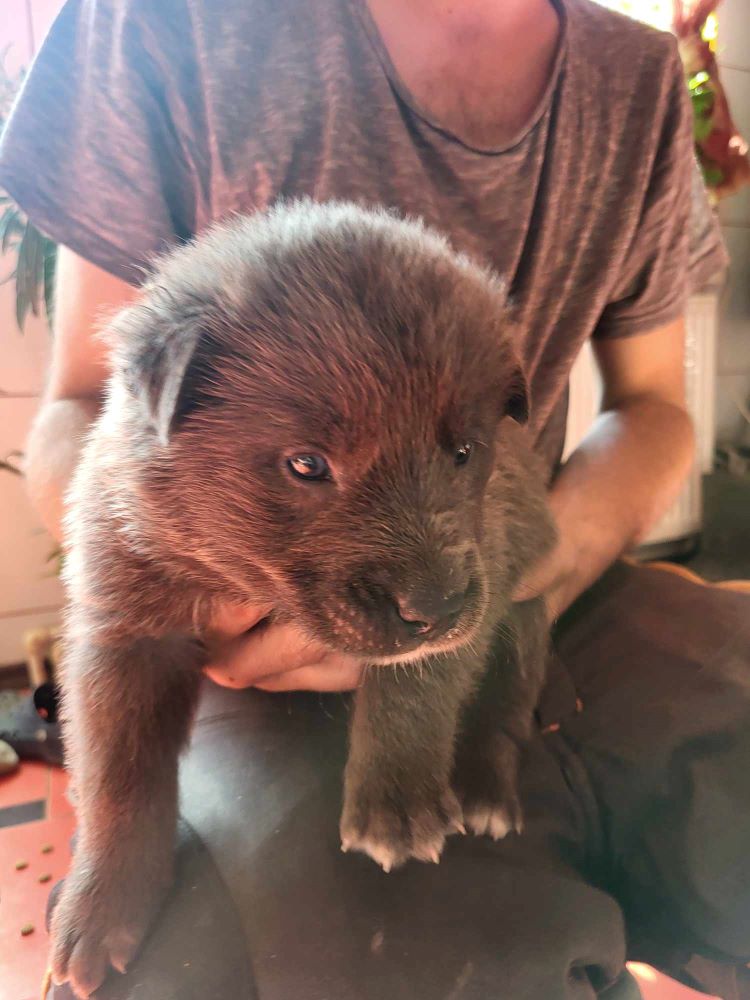 PATATE - Chiot mâle croisé Berger Roumain de grande taille à l'âge adulte - Né environ en Février 2024 - Refuge de Monica- Réservé à l'adoption par Jessica en Belgique  43771211