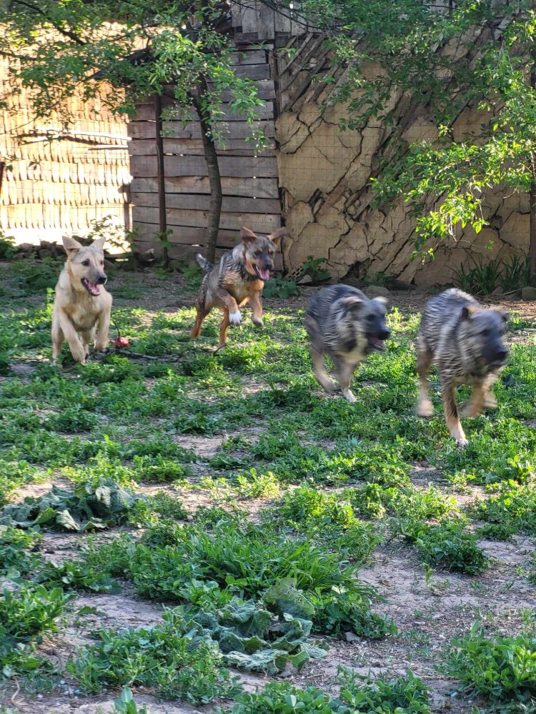 PIETRA - Chiot femelle croisée de taille moyenne à l'âge adulte - Née environ en Novembre 2023 - Refuge de Monica 43774111