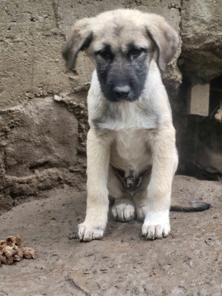 MANGO - Chiot mâle croisé de taille moyenne à l'âge adulte - Né environ en Janvier 2024 - Refuge de Monica 43776712