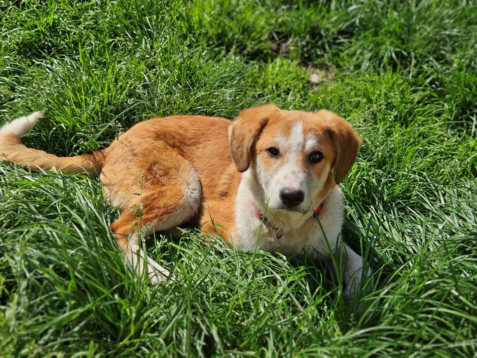 BAHO (ex MARTINI) - Chiot mâle croisé de taille moyenne à l'âge adulte - Né environ en Novembre 2023 - Refuge de Monica - Adopté par Barbara en France (dpt 28) 43795610