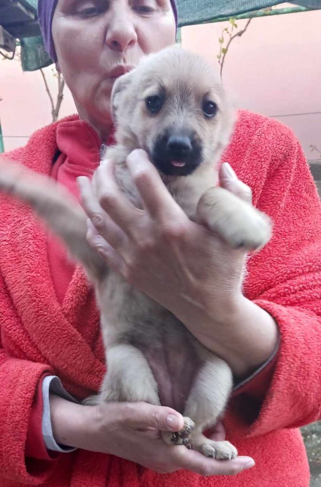 LOLA - Chiot femelle croisée de petite taille à l'âge adulte - Née environ en Février 2024 - Refuge d'Aurelia 43815814