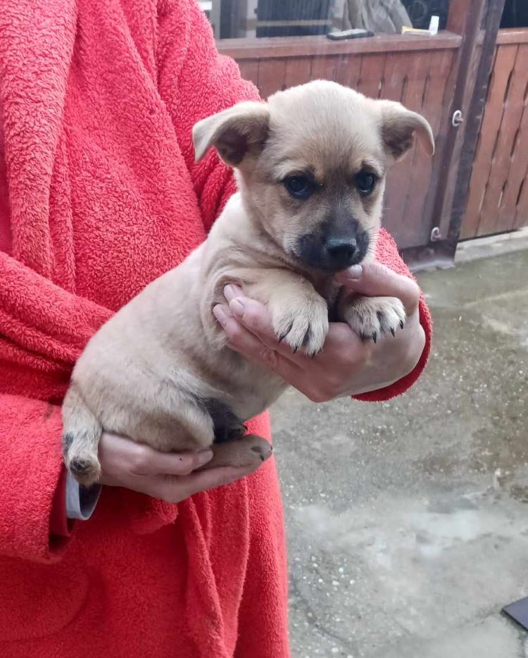 ZORRA - Chiot femelle croisée de petite taille à l'âge adulte - Née environ en Février 2024 - Refuge d'Aurelia 43820311