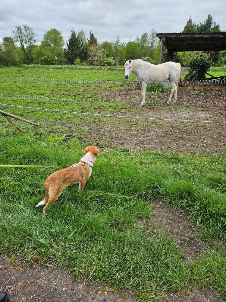 BAHO (ex MARTINI) - Chiot mâle croisé de taille moyenne à l'âge adulte - Né environ en Novembre 2023 - Refuge de Monica - Adopté par Barbara en France (dpt 28) 43820910