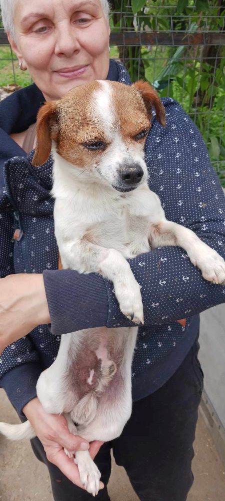 MANGO (ex PERSIL) - Mâle croisé de petite taille (4,6 kg) - Né environ en 2016 - Refuge d'Aurelia - Adopté par Emilie en France ( dpt 37 ) 43822322