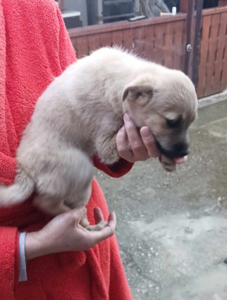 LOLA - Chiot femelle croisée de petite taille à l'âge adulte - Née environ en Février 2024 - Refuge d'Aurelia 43823121