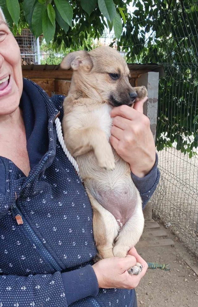 ZORRA - Chiot femelle croisée de petite taille à l'âge adulte - Née environ en Février 2024 - Refuge d'Aurelia - Adoptée par Odile en France ( dpt 34 ) 43823723