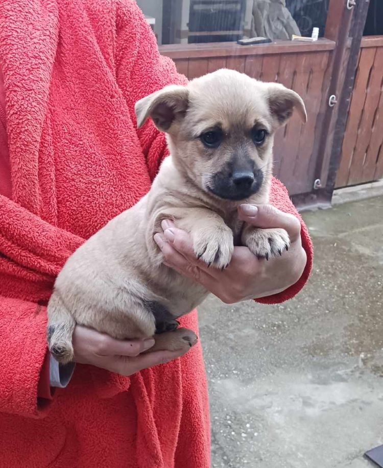 ZORRA - Chiot femelle croisée de petite taille à l'âge adulte - Née environ en Février 2024 - Refuge d'Aurelia 43826714