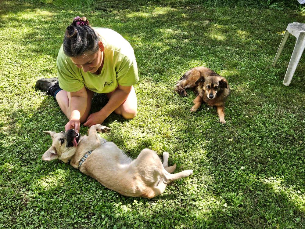 ROCKY (ROCCO) - Chiot mâle croisé de petite taille à l'âge adulte - Né environ en Août 2023 - Refuge de Ozana - Adopté par Myriam en France(département 27) 43826769