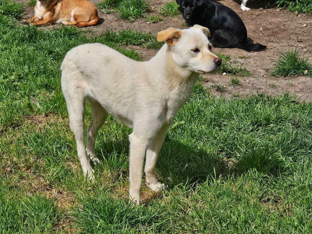 ALBA (ex NAPOLIE) - Femelle croisée de taille petite à moyenne (12,5 kg) - Née environ en Mars 2023 - Refuge de Monica -  Adoptée par Céline en France  ( dpt 76 ) 43827035