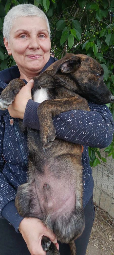 CARAMEL - Chiot mâle croisé de taille petite à moyenne à l'âge adulte - Né environ en Janvier 2024 - Refuge d'Aurelia - En famille d'accueil chez Nelly en France (dpt 28) 43827148