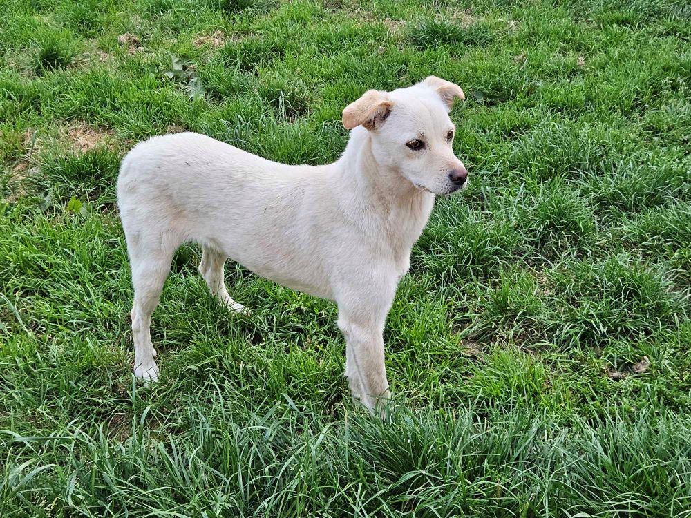 NAPOLIE - Femelle croisée de taille petite à moyenne (9 à 10 kg) - Née environ en Mars 2023 - Refuge de Monica - En famille d'accueil en France chez Nelly (département 28) 43829345