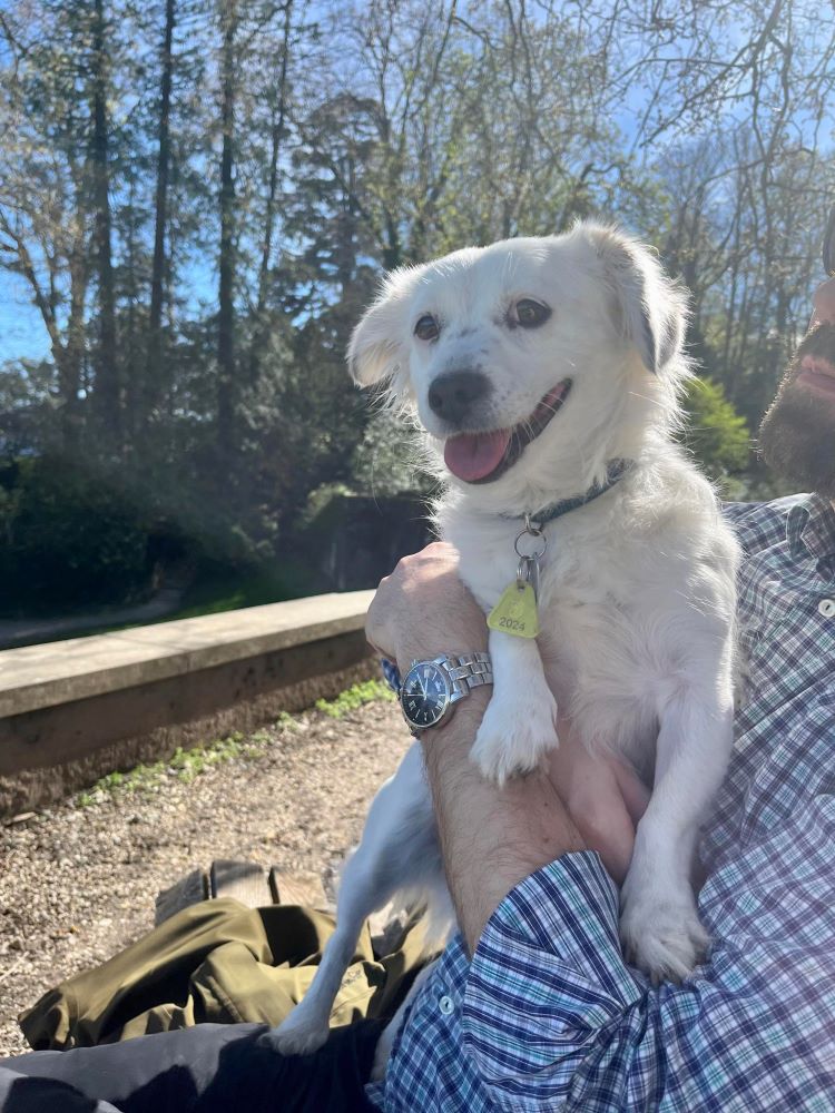 ALBA - Femelle croisée de petite taille (8 kg) - Née environ en Août 2018 - Refuge de Oana - Adoptée par Ania en Suisse  44035610