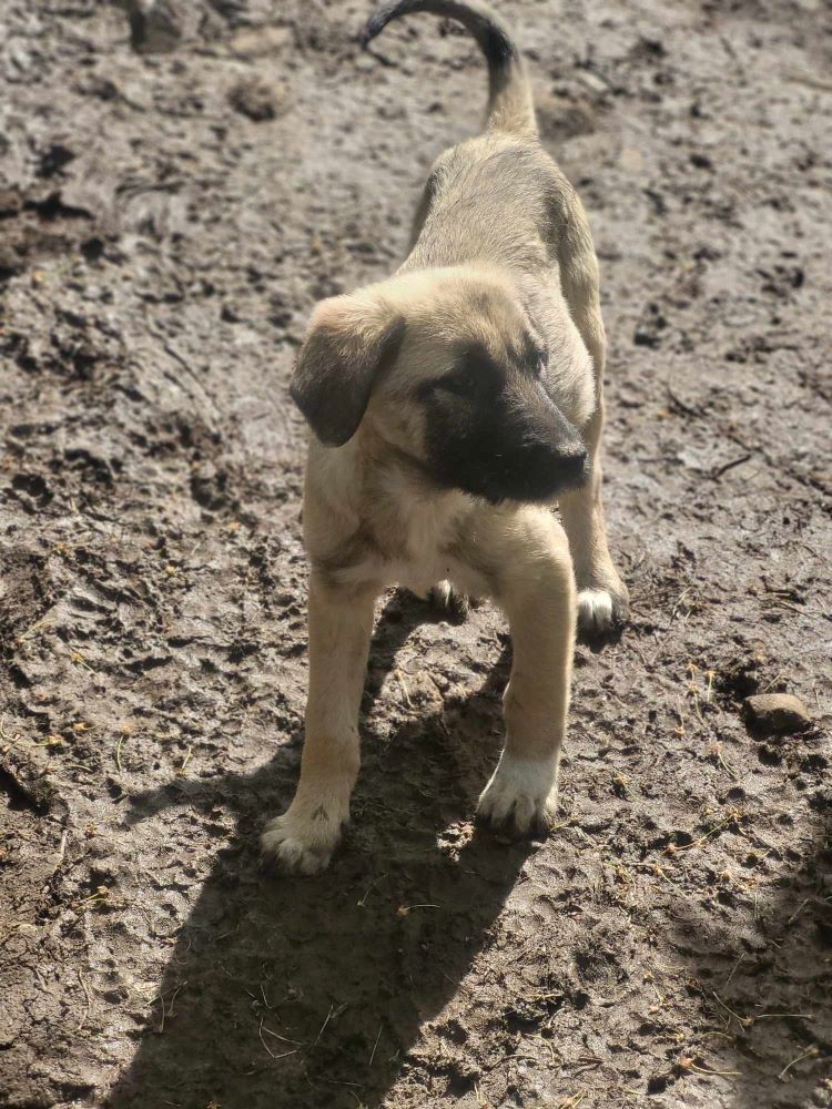 MANGO - Chiot mâle croisé de taille moyenne à l'âge adulte - Né environ en Janvier 2024 - Refuge de Monica 44074012