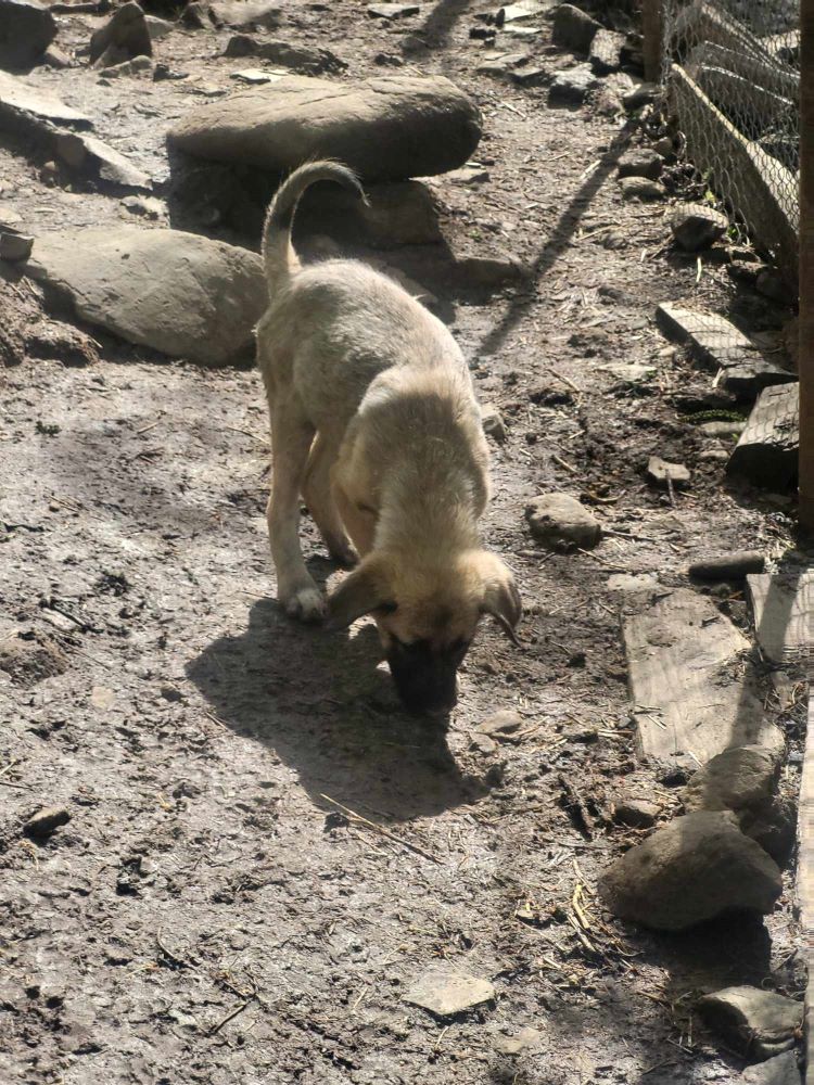 MANGO - Chiot mâle croisé de taille moyenne à l'âge adulte - Né environ en Janvier 2024 - Refuge de Monica 44076811