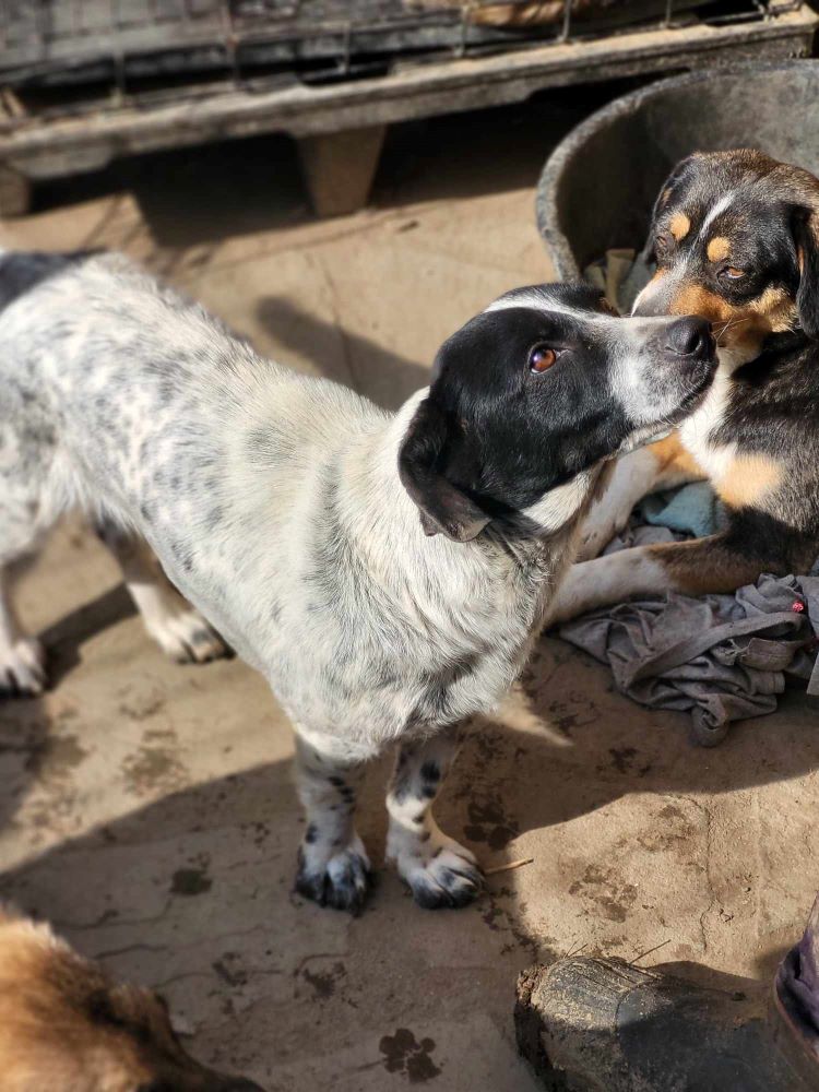 PEPITA - Femelle croisée de petite taille (10 kg) - Née environ en 2021 - Refuge de Monica - Adoptée par Nathalie en France  ( département 54 ) 44077712