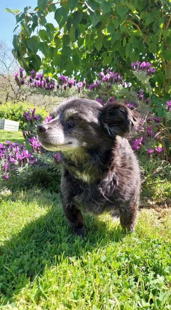 AMANDA - Femelle croisée de petite taille (5 kg) - Née environ en 2013 - Prise en charge par l'association Jamais Sans Mon Chien (dpt 34)  44078810