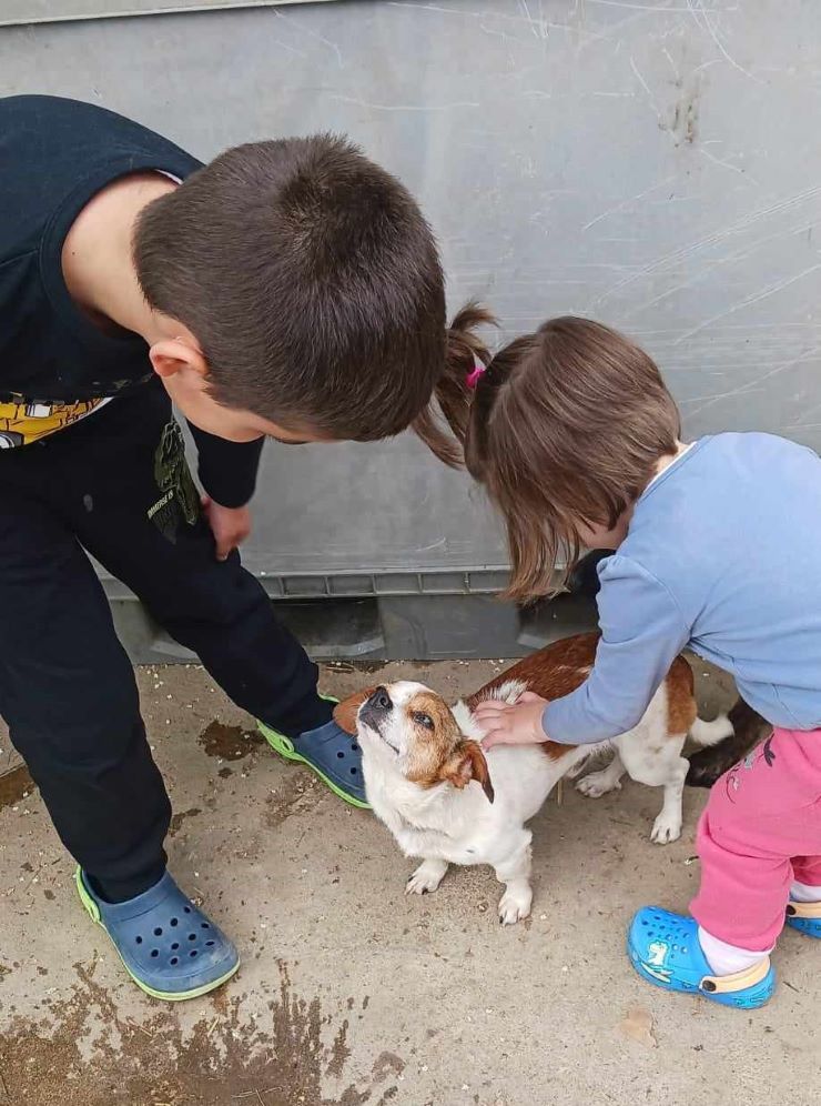 MANGO (ex PERSIL) - Mâle croisé de petite taille (4,6 kg) - Né environ en 2016 - Refuge d'Aurelia - Adopté par Emilie en France ( dpt 37 ) 44085013