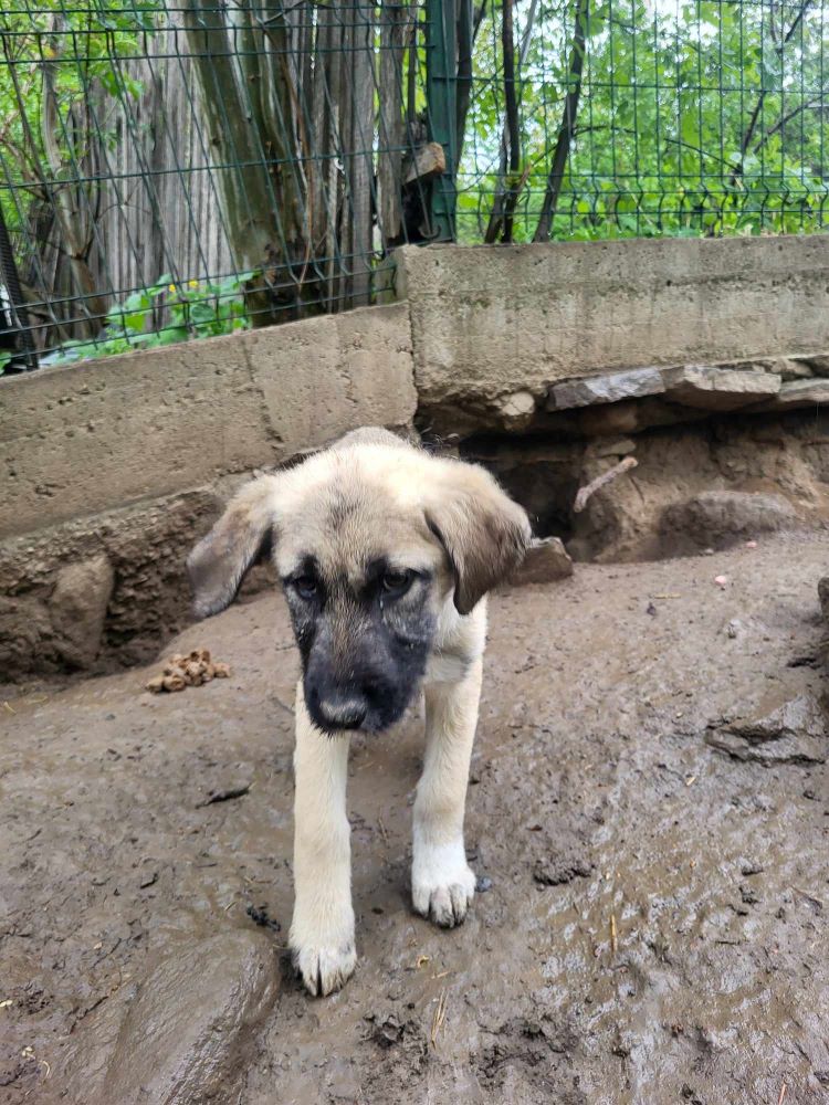 MANGO - Chiot mâle croisé de taille moyenne à l'âge adulte - Né environ en Janvier 2024 - Refuge de Monica 44087810