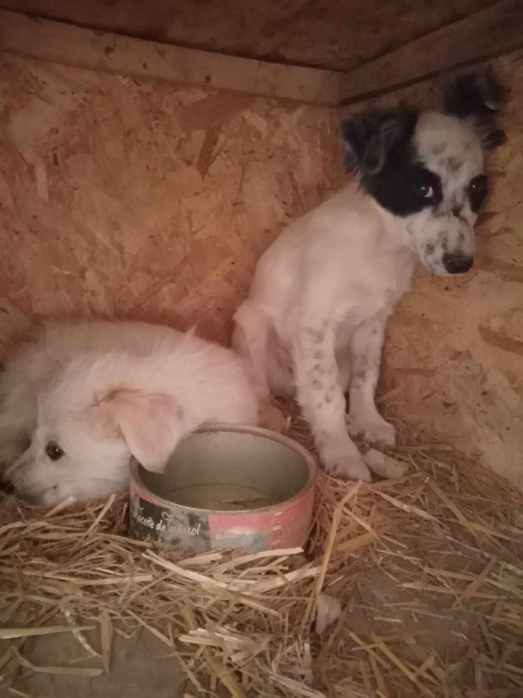 NOUGAT - Chiot mâle croisé de petite taille à l'âge adulte - Né environ en Janvier 2024 - Refuge de Luminita 44090613