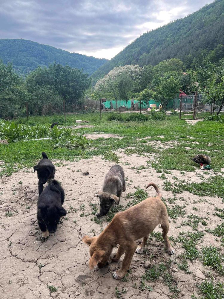 GUACAMOLE - Chiot mâle croisé de taille moyenne à l'âge adulte - Né environ en Février 2024 - Refuge de Monica- Réservé par une autre association  44105916