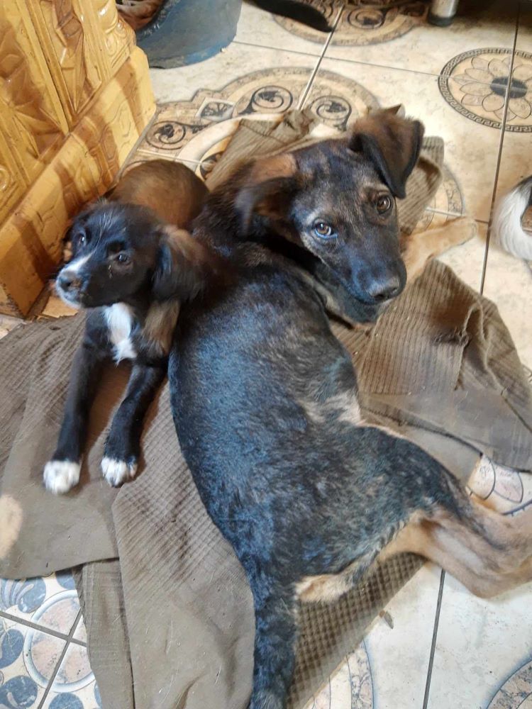 YENA - Chiot femelle croisée de taille moyenne à l'âge adulte - Née environ en Janvier 2024 - Refuge de Monica - Adoptée par Liz en Allemagne  44109712