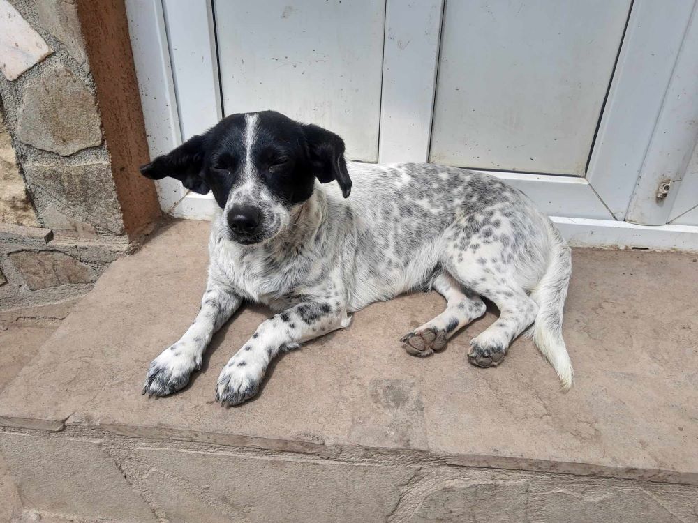 PEPITA - Femelle croisée de petite taille (10 kg) - Née environ en 2021 - Refuge de Monica - Adoptée par Nathalie en France  ( département 54 ) 44148011