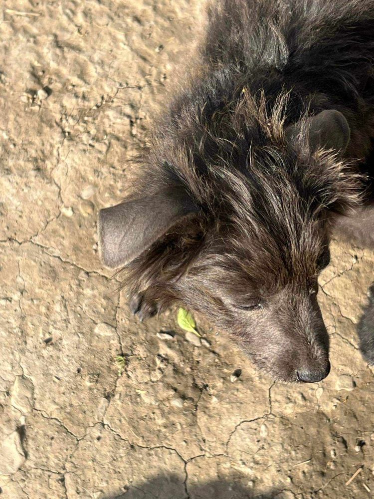 GREMS (ex STALONE) - Chiot mâle de taille petite à moyenne à l'âge adulte - Né environ en Février 2024 - Refuge de Monica - En famille d'accueil chez Nelly en France (département 28) - Adopté par Charlotte en France ( département 28 ) 44152510