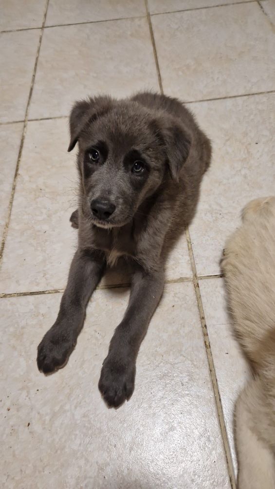 PATATE - Chiot mâle croisé Berger Roumain de grande taille à l'âge adulte - Né environ en Février 2024 - Refuge de Monica- Réservé à l'adoption par Jessica en Belgique  44159210