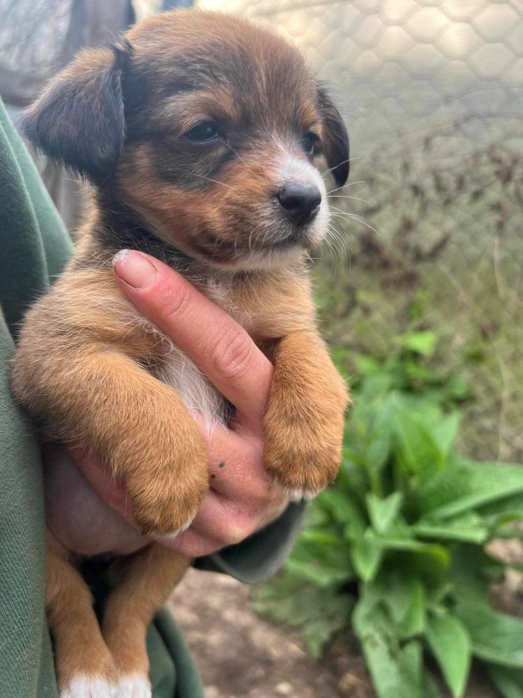 NOISETTE - Chiot femelle croisée de petite taille à l'âge adulte - Née environ en Mars 2024 - Refuge de Monica - Adoptée par Erika en Belgique 44160210