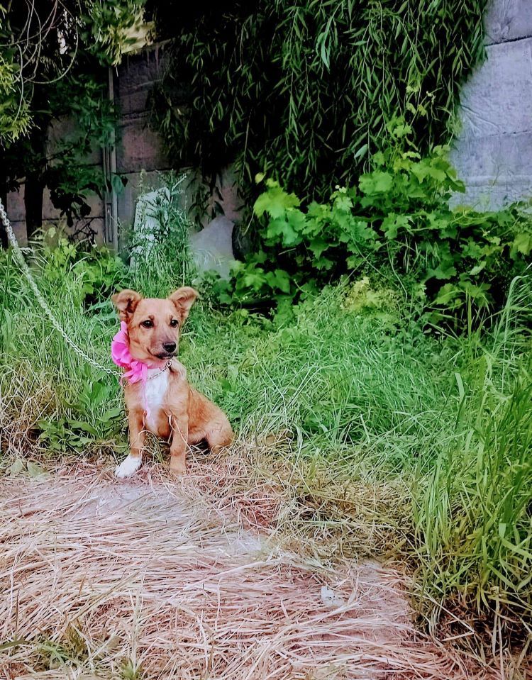 BONBON - Chiot femelle croisée de petite taille à l'âge adulte - Née environ en Décembre 2023 - Refuge de Ozana - Adoptée via une autre association 44537725