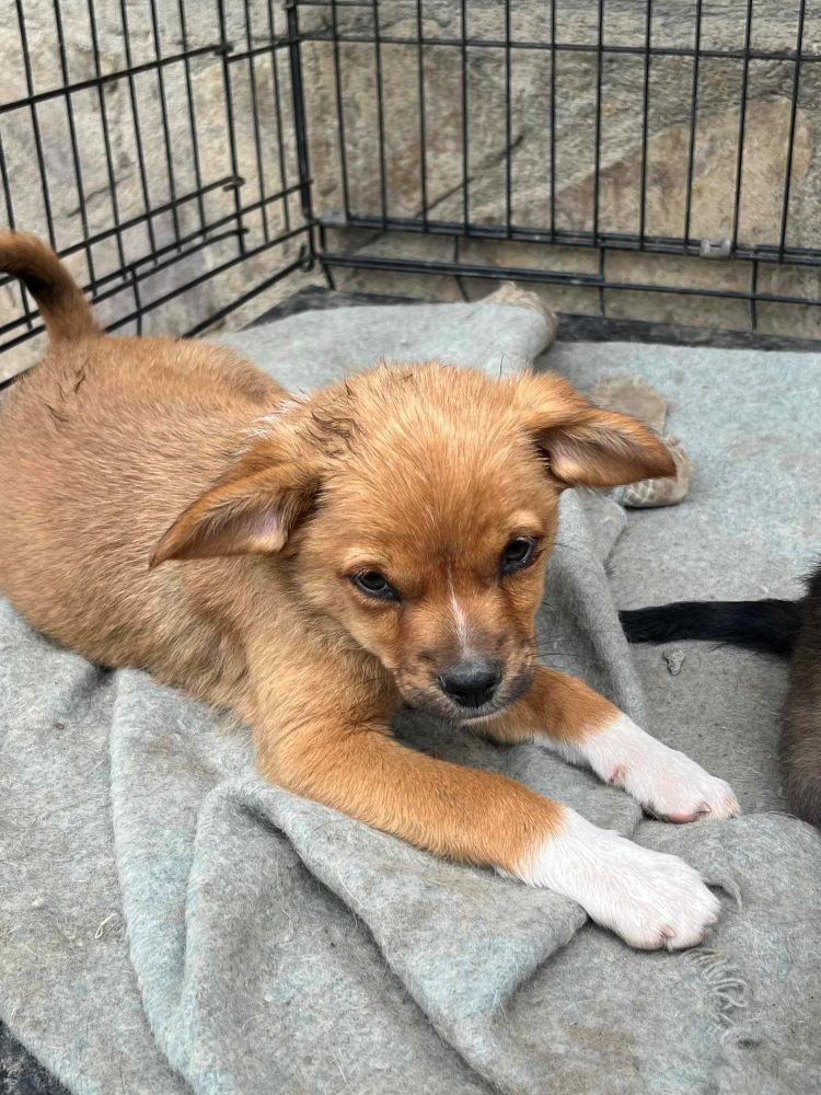 CHOUPI (ex CHEDDAR) - Chiot mâle croisé de taille petite à moyenne à l'âge adulte - Né environ en Février 2024 - Refuge de Monica - Adopté par Yves en France (département 29) 44538713