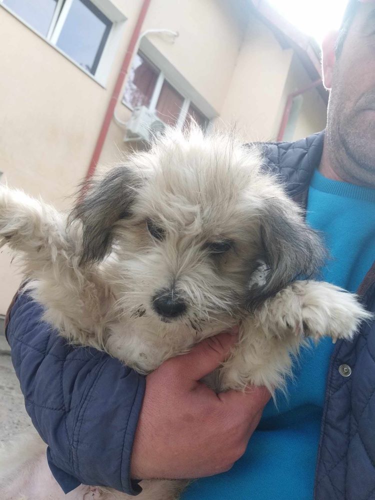 CHOUPI - Chiot mâle croisé de petite taille à l'âge adulte - Né environ en Décembre 2023 - Refuge de Florin - Adopté par Géraldine en France (département 78) 44584410