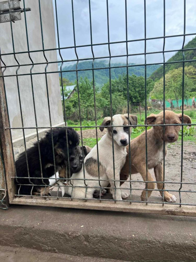 PEPITO (ex PANCAKE) - Chiot mâle croisé de taille moyenne à l'âge adulte - Né environ en Janvier 2024 - Refuge de Monica - Adopté par Paloma en France (département 74) 44596812